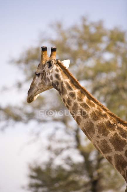 Жирафа, Arathusa Safari Lodge — стокове фото