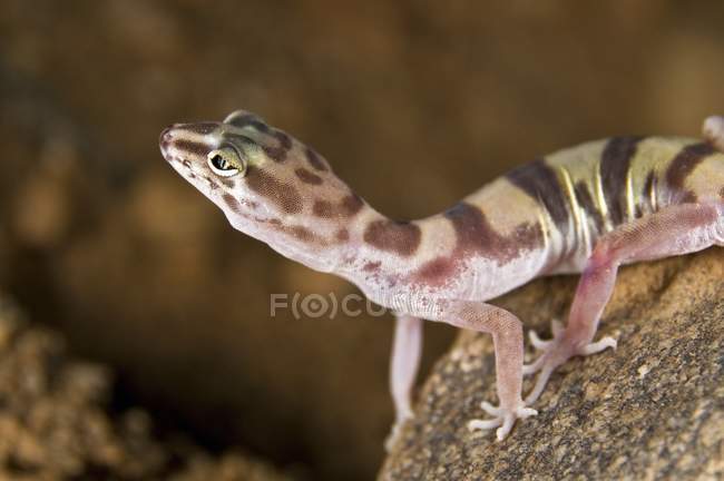 Desierto de banda Gecko - foto de stock