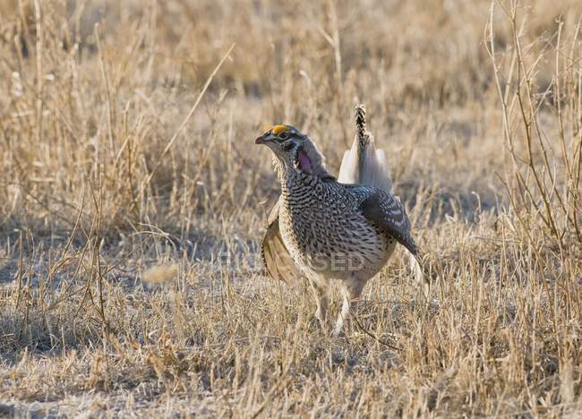 Male sharp-tailed grouse — Stock Photo