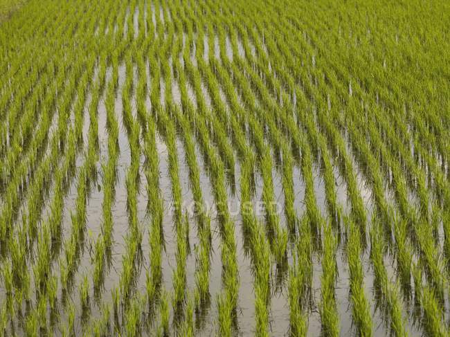 Bali, Indonesia; Campo de arroz - foto de stock