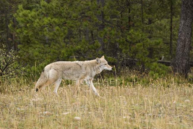 Coyote at Jasper National Park — Stock Photo