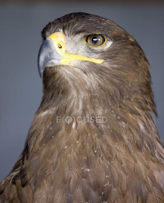 Золотий орел дивиться вбік — стокове фото