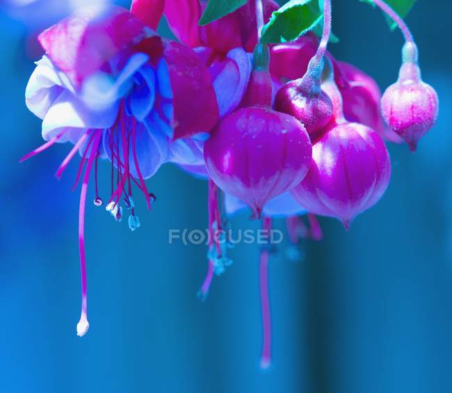 Fuchsia flor planta — Fotografia de Stock