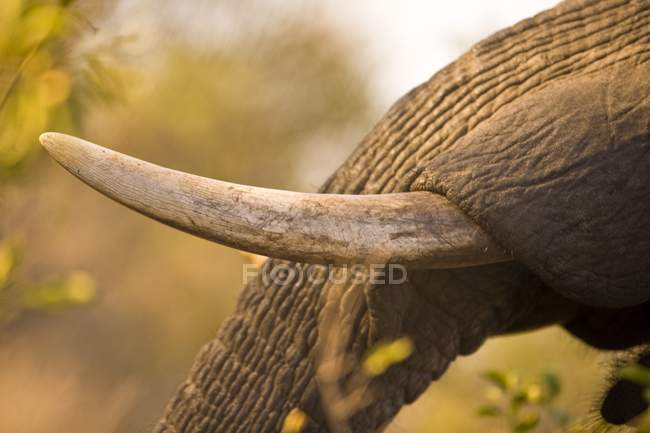 Colmillo de elefante africano - foto de stock