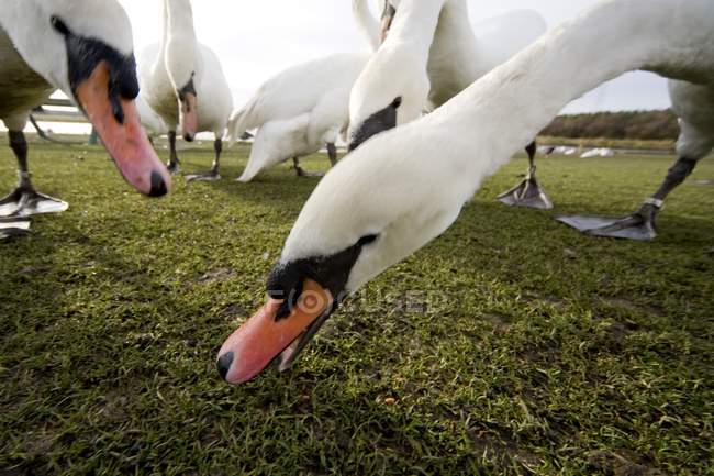 White Swans Eating — Stock Photo