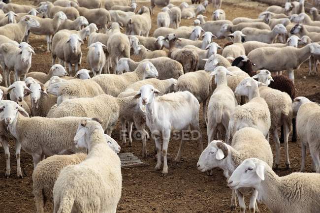 Овцы, La Calahorra, Granada Province, Испания — стоковое фото