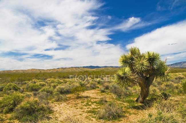 Joshua Tree In Mojave Desert — Stock Photo