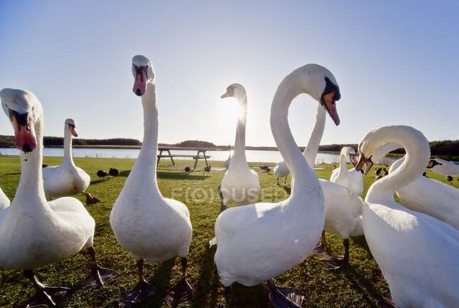 Swans Outdoors on green grass — Stock Photo