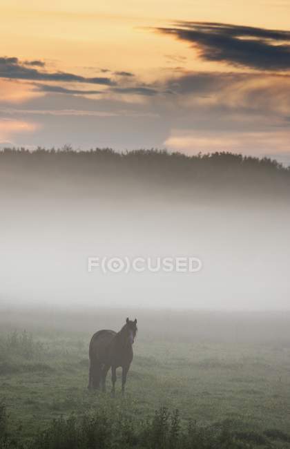 Pferd steht im Nebel — Stockfoto