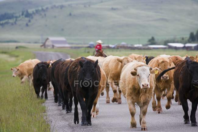 Молодой ковбой пасущий скот — стоковое фото