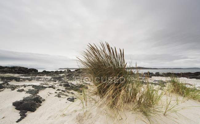 Трава на пляже — стоковое фото