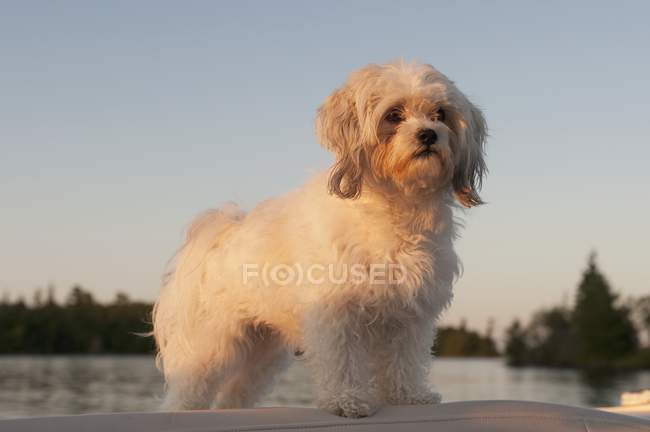 Dog Standing By Water — Stock Photo