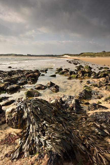 Kelp на скелях на березі — стокове фото