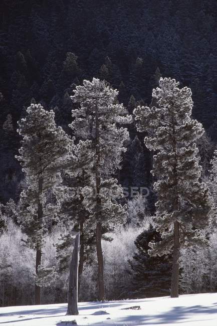Gelo sui pini di Ponderosa — Foto stock