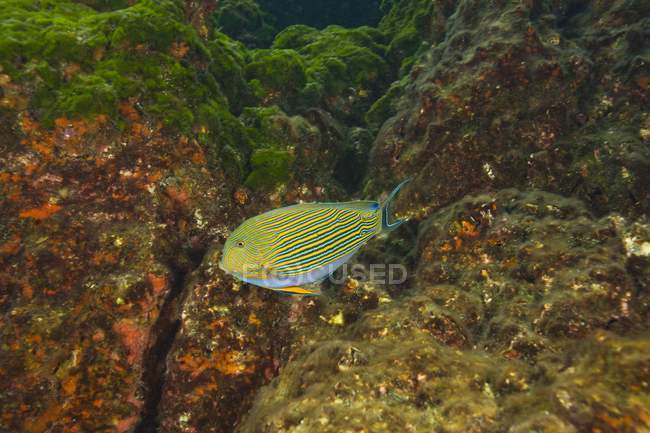 Облицьований Surgeonfish під водою — стокове фото