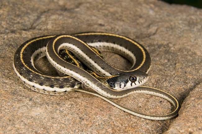 Girocollo occidentale serpente giarrettiera
, — Foto stock