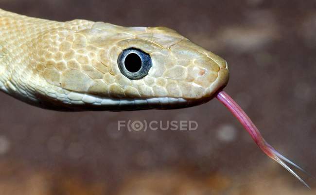 Cobra de rato transpecos — Fotografia de Stock