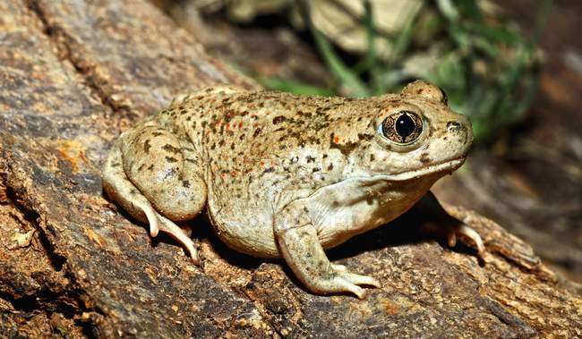 A Spadefoot Toad Sitting On A Log — Stock Photo