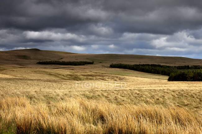 Campo de trigo con nubes oscuras - foto de stock