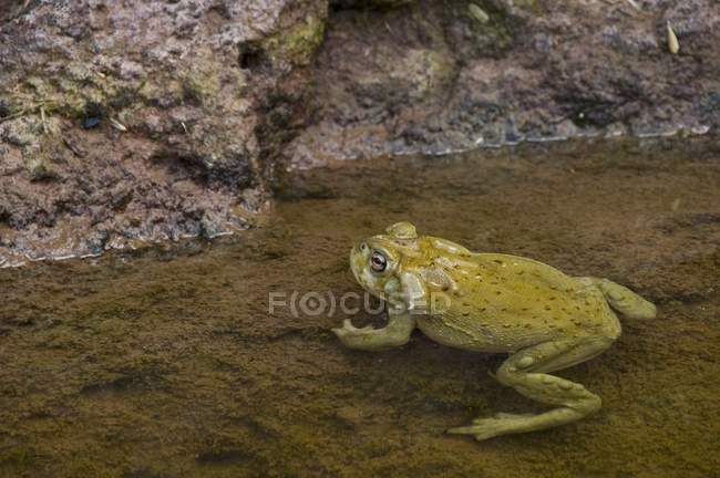 Sonoran Desert Toad — Stock Photo