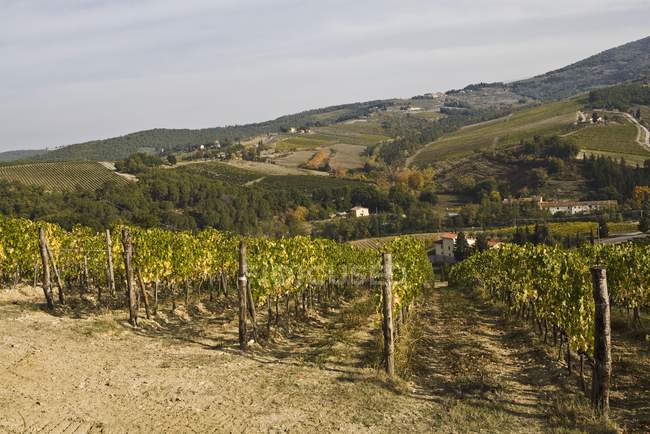 Виноградник, Грети, Италия — стоковое фото