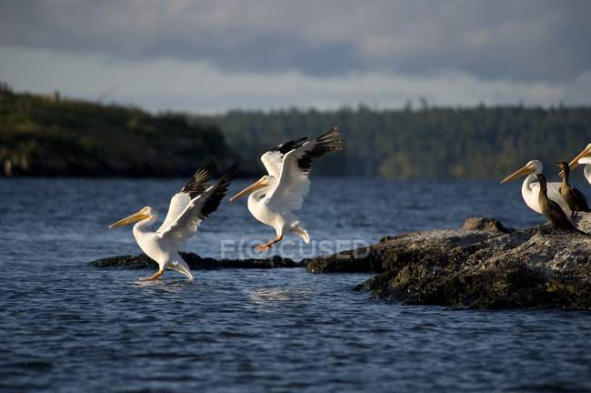 Pélicans blancs d'Amérique — Photo de stock