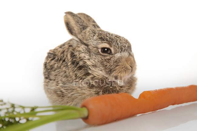 Coniglio bambino con carota — Foto stock