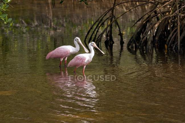Roseate Spoonbills стоячи у воді — стокове фото