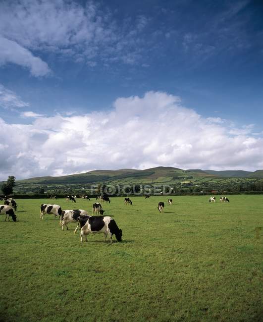 Fresian рогатої худоби на Mitchelstown — стокове фото