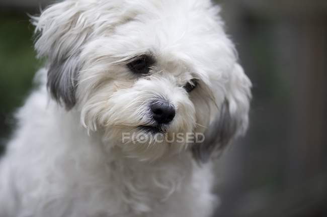 Портрет белой собаки — стоковое фото