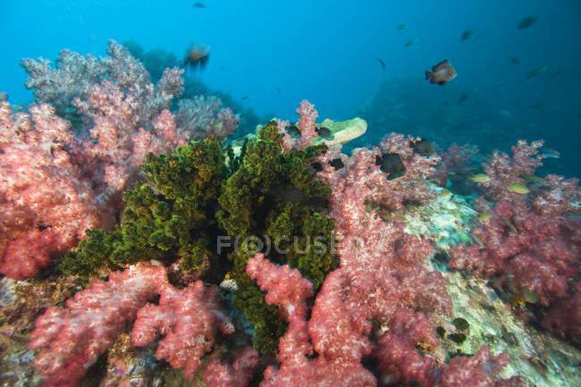 Coral macio e corais de copo — Fotografia de Stock