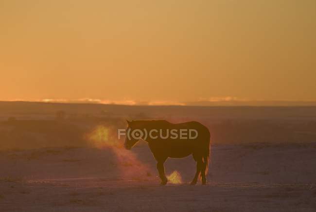 Силуэт лошади на закате — стоковое фото