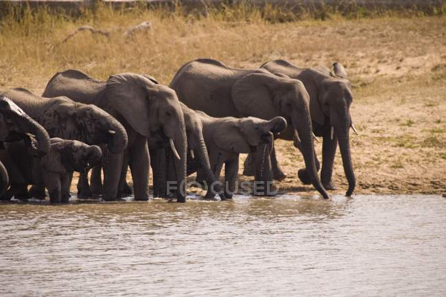 Elefantes africanos en el agua - foto de stock