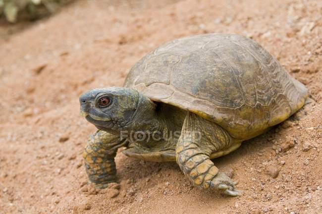 Пустынная черепаха — стоковое фото