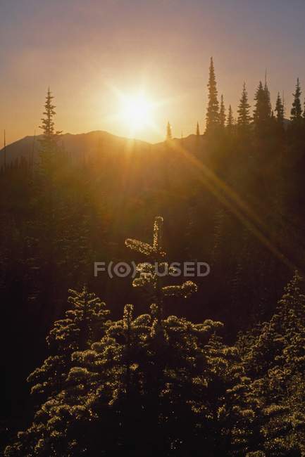 Sunburst oltre abete alberi — Foto stock