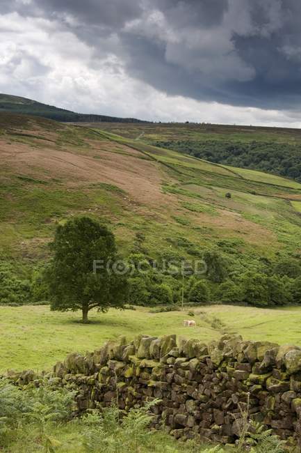 View of Rolling Hills — Stock Photo