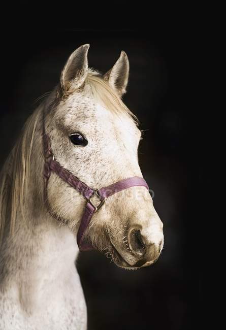 Білий кінь, дивлячись на камеру — стокове фото