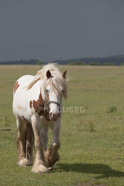 Clydesdale Pferd zu Fuß — Stockfoto