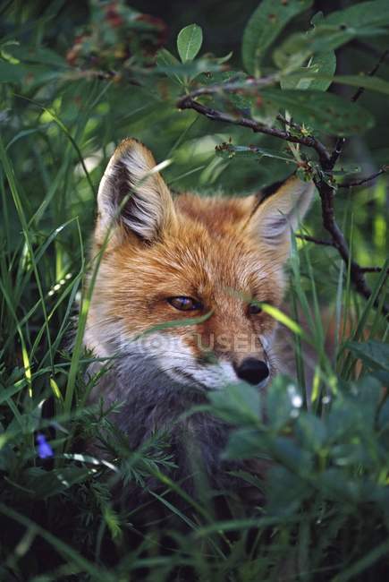 Red Fox in green grass — Stock Photo