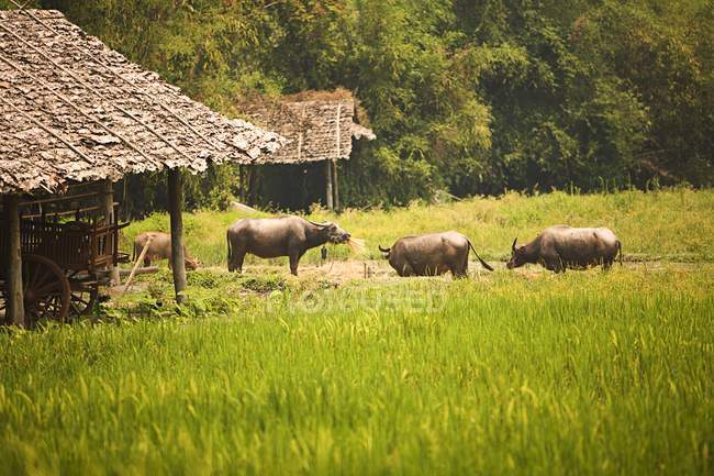 Vaches à Baan Tong Luang — Photo de stock