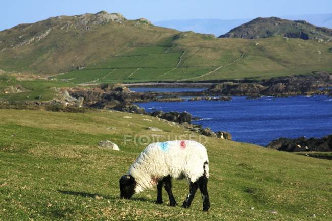 Овцы на острове Ахилл — стоковое фото