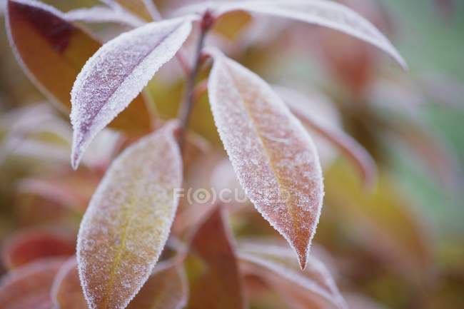 Folhas cobertas de geada — Fotografia de Stock