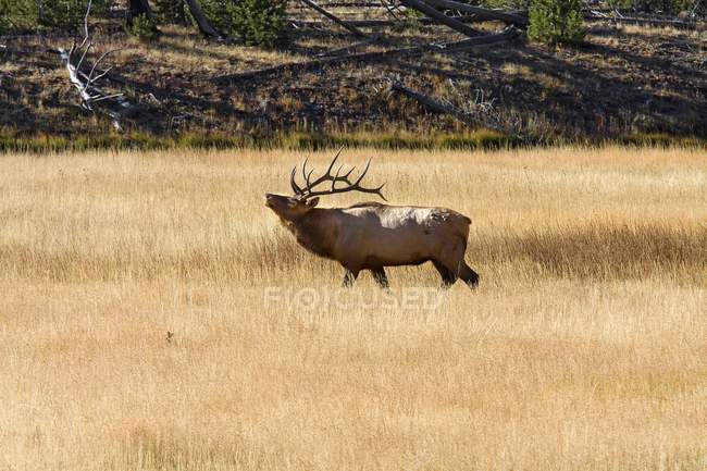 Elk Bull en el Parque Nacional de Yellowstone - foto de stock