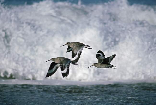 Willets voando na frente das ondas — Fotografia de Stock