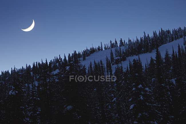 Trees In Snow With Crescent Moon — Stock Photo
