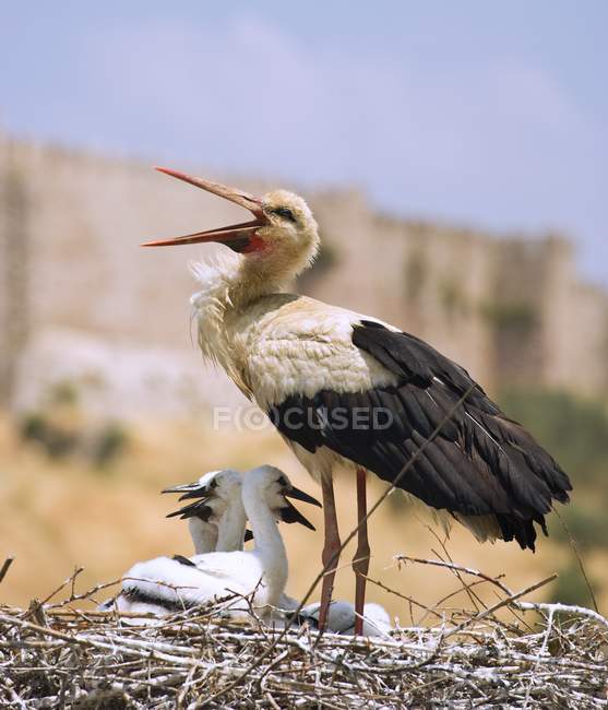 White Stork in Turkey — Stock Photo