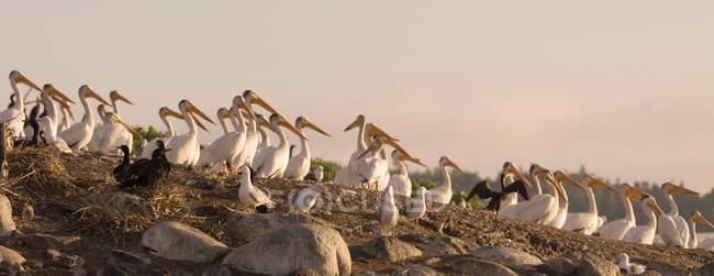 Pelicano branco americano — Fotografia de Stock