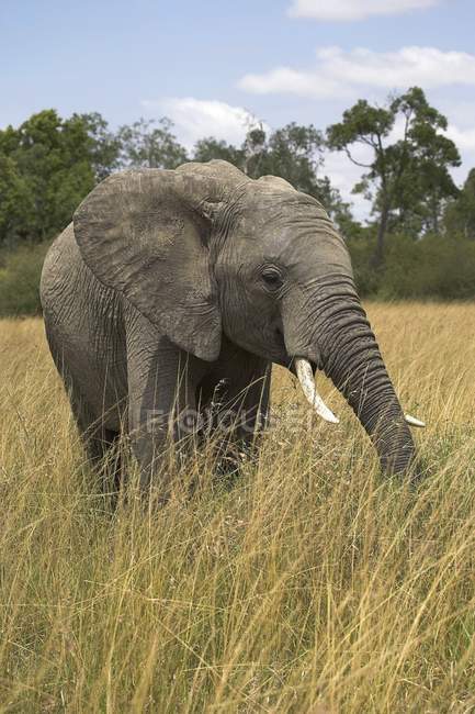 Afrikanischer Elefant im langen Gras — Stockfoto