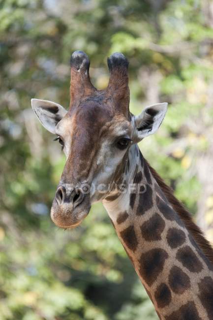 Gros plan du visage d'une girafe — Photo de stock
