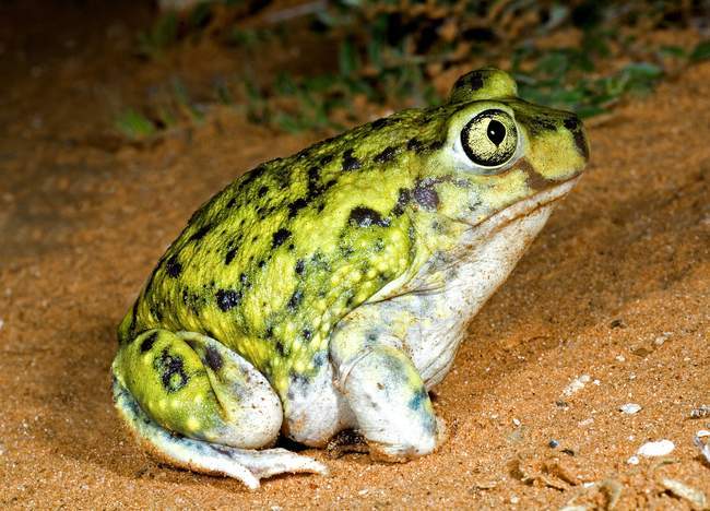 Зелена жаба Ковганки — стокове фото